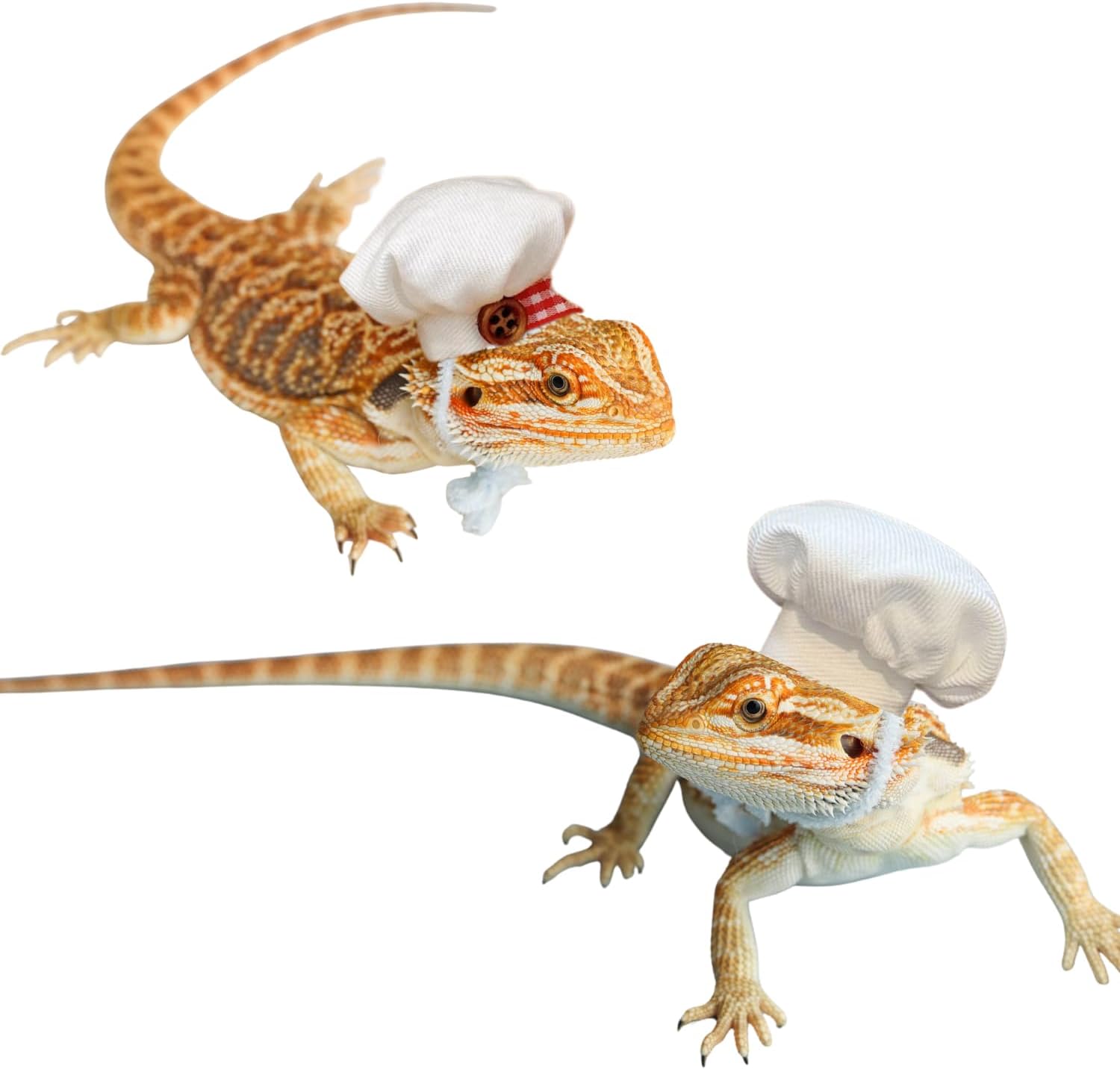 2 Pack Bearded Dragon Chef Situation — WeirdThingsToBuy weird find