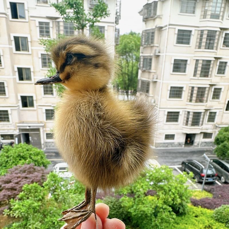 Animal Specimens Filled Real Eurasian — WeirdThingsToBuy weird find