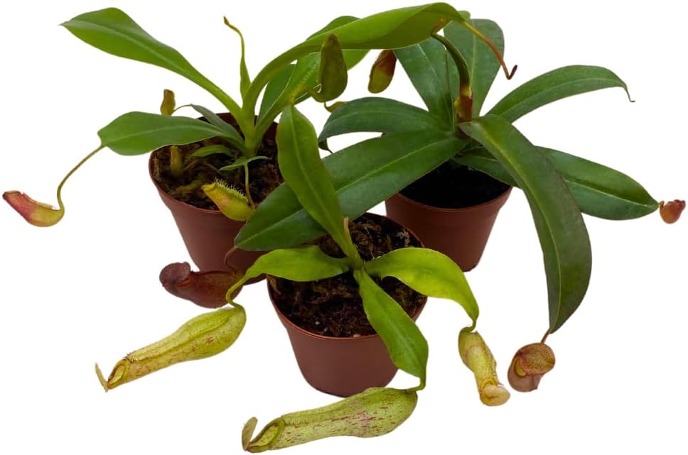 Bubbleblooms Winged Pitcher Carnivorous — WeirdThingsToBuy weird find