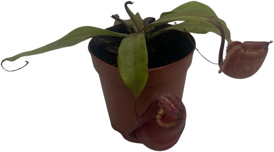 Certified Black Miracle Pitcher Plant — WeirdThingsToBuy weird find