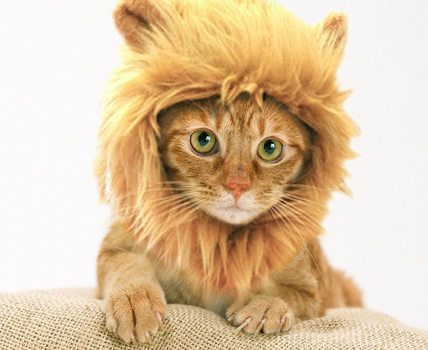 Certified Prymal Lion King Cat Costume — WeirdThingsToBuy weird find