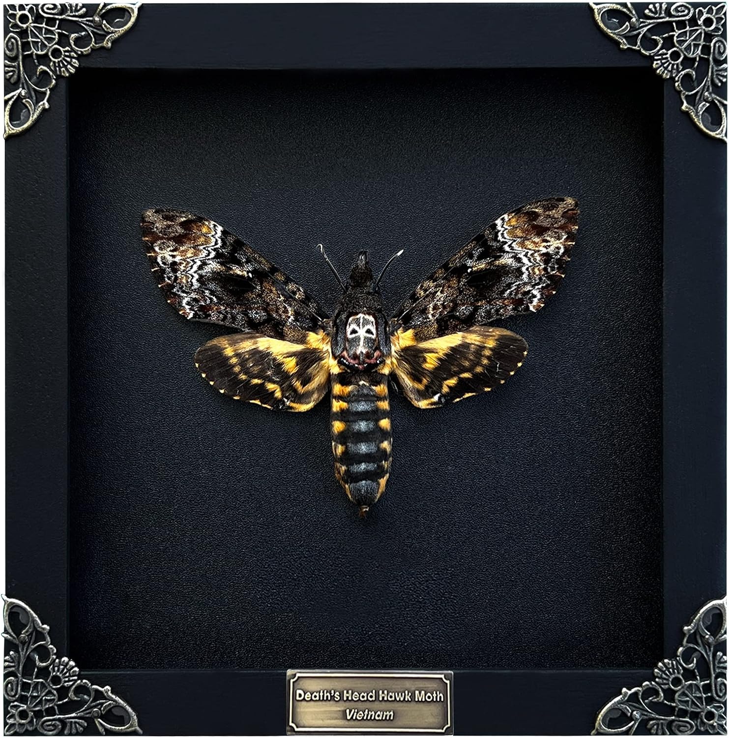 Death Head Moth Acherontia Skull Situation — WeirdThingsToBuy weird find
