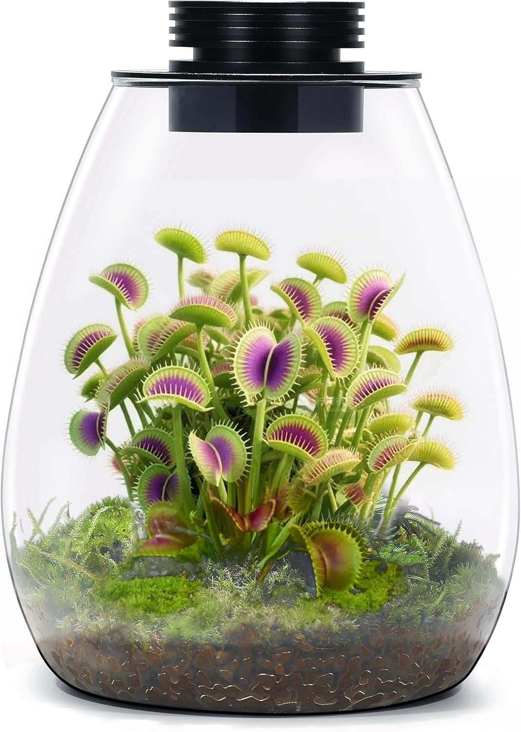 Desktop Glass Plant Terrarium Grow — WeirdThingsToBuy weird find