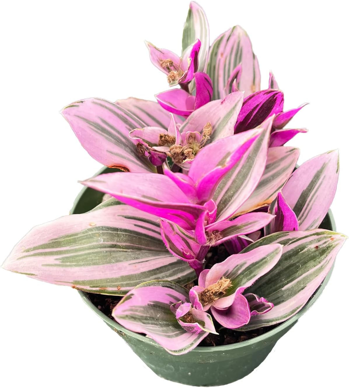 Legendary 4 Rare Live Succulent Plants — WeirdThingsToBuy weird find