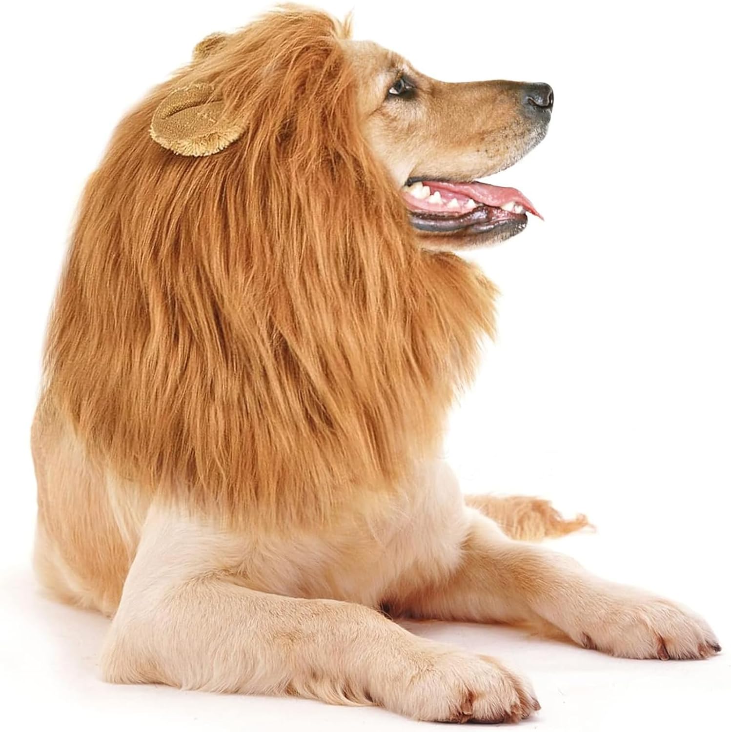 Legendary Dog Lion Mane Pet Halloween — WeirdThingsToBuy weird find