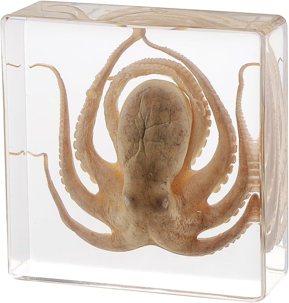 Legendary Taxidermy Octopus Real Octopus Specimens — WeirdThingsToBuy weird find