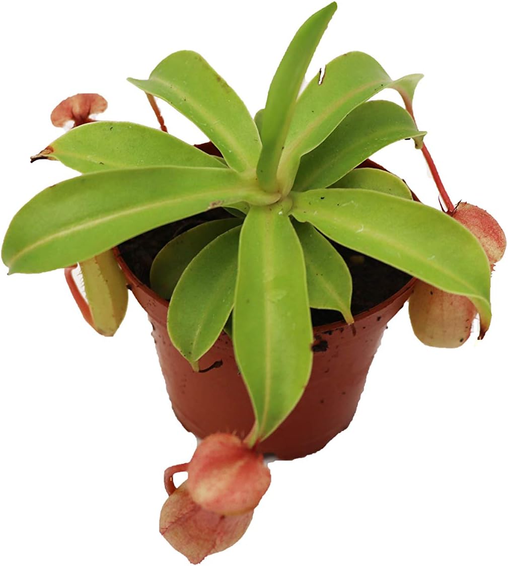 Monkey Cup Nepenthes — WeirdThingsToBuy weird find