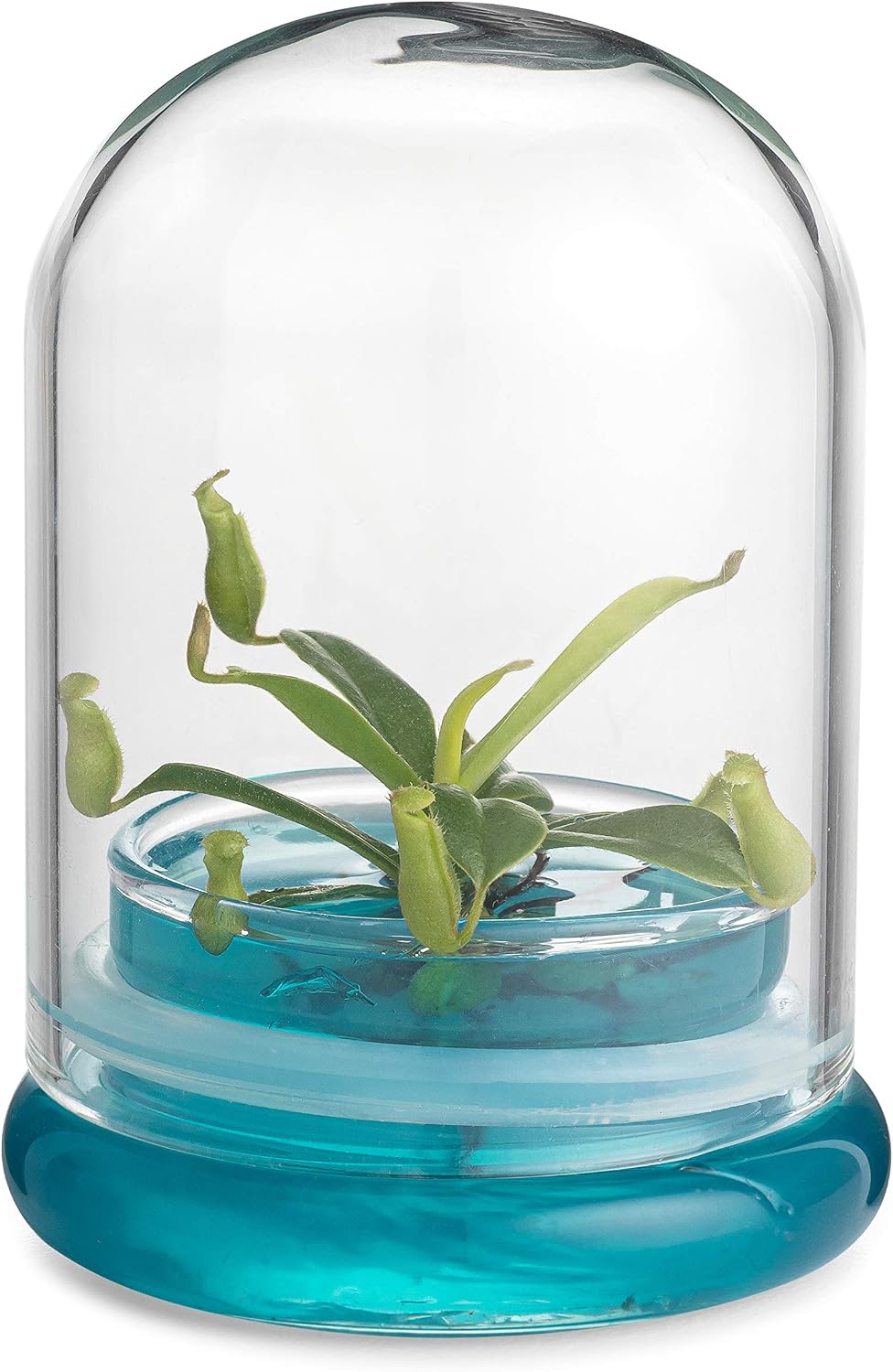 Pitcher Plant Situation — WeirdThingsToBuy weird find