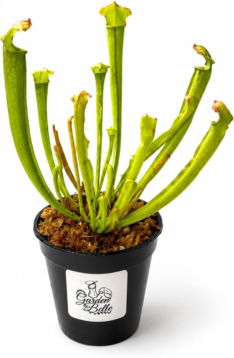 Sarracenia 'farnhamii' Carnivorous Pitcher — WeirdThingsToBuy weird find