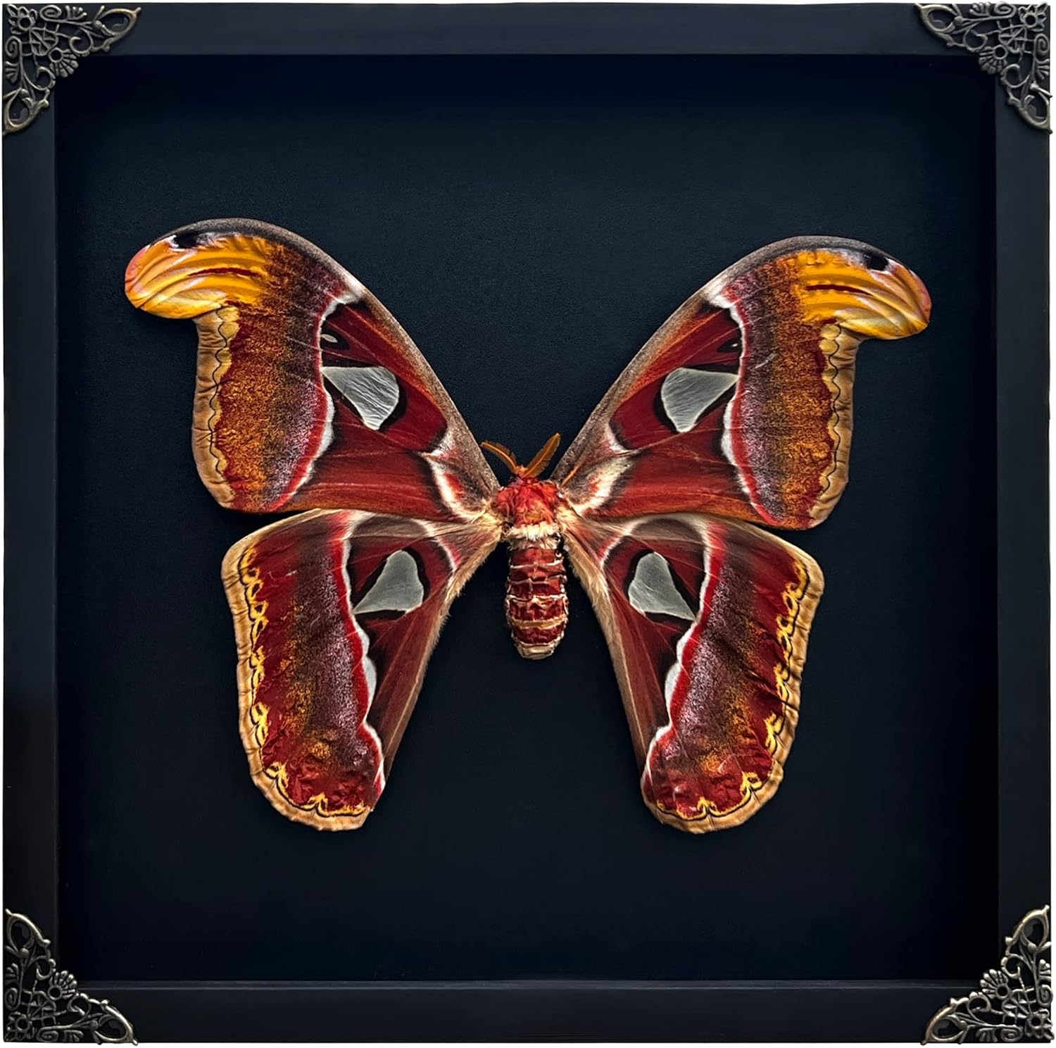 The Real Atlas Moth 10 2 — WeirdThingsToBuy weird find