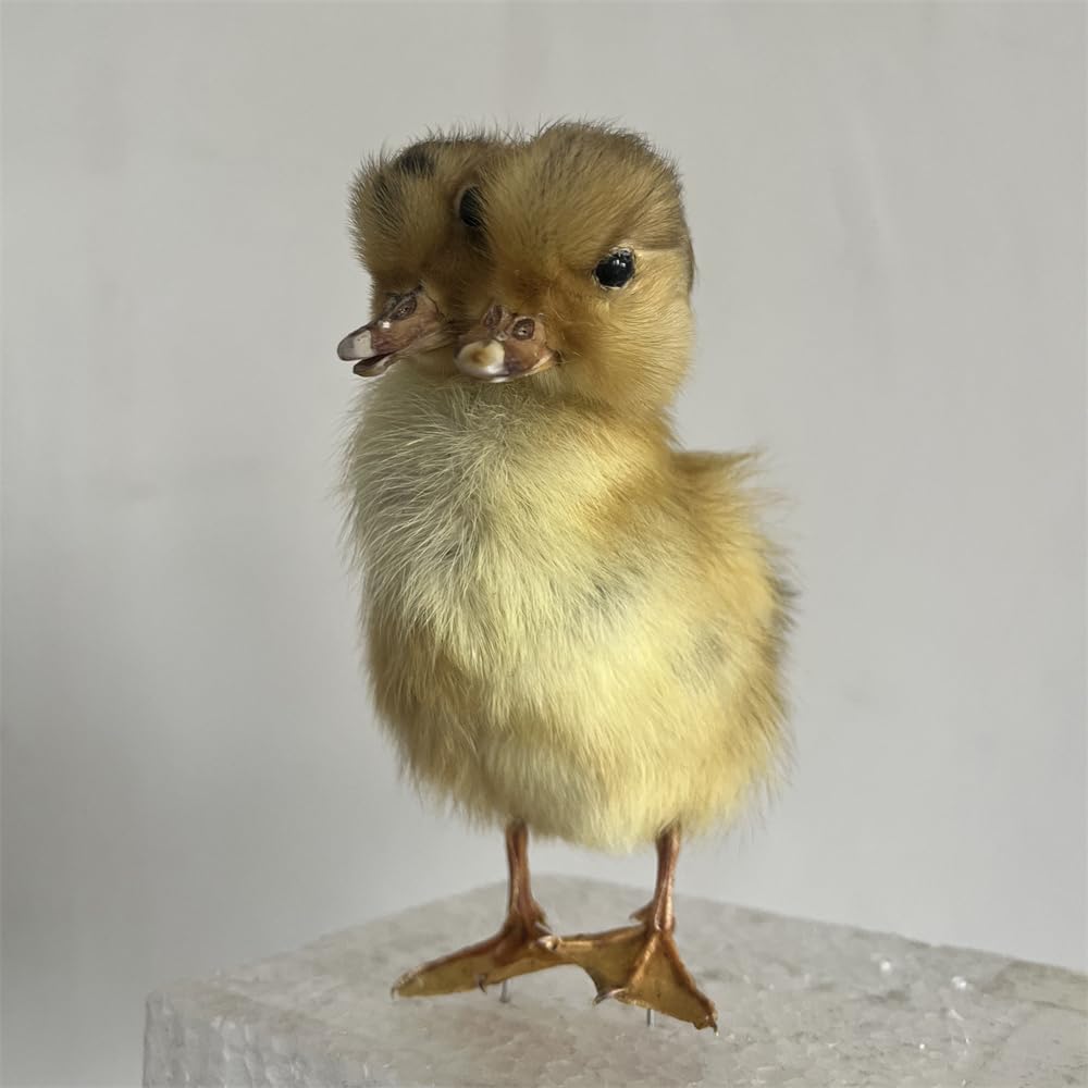 Two — WeirdThingsToBuy weird find