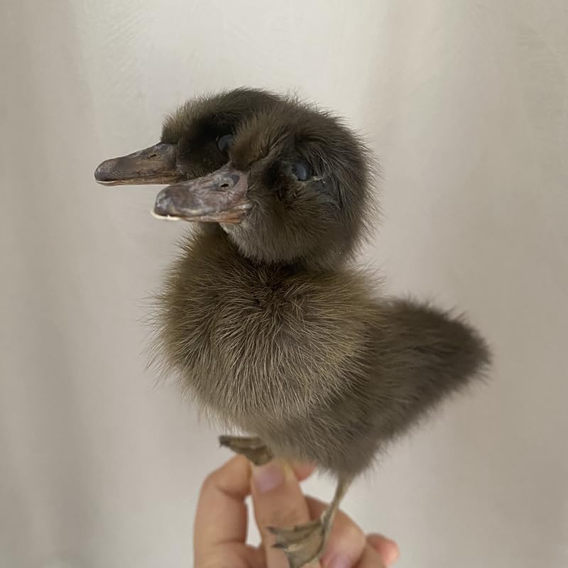 Unnecessary 1pc Animal Specimen Making Eurasian — WeirdThingsToBuy weird find