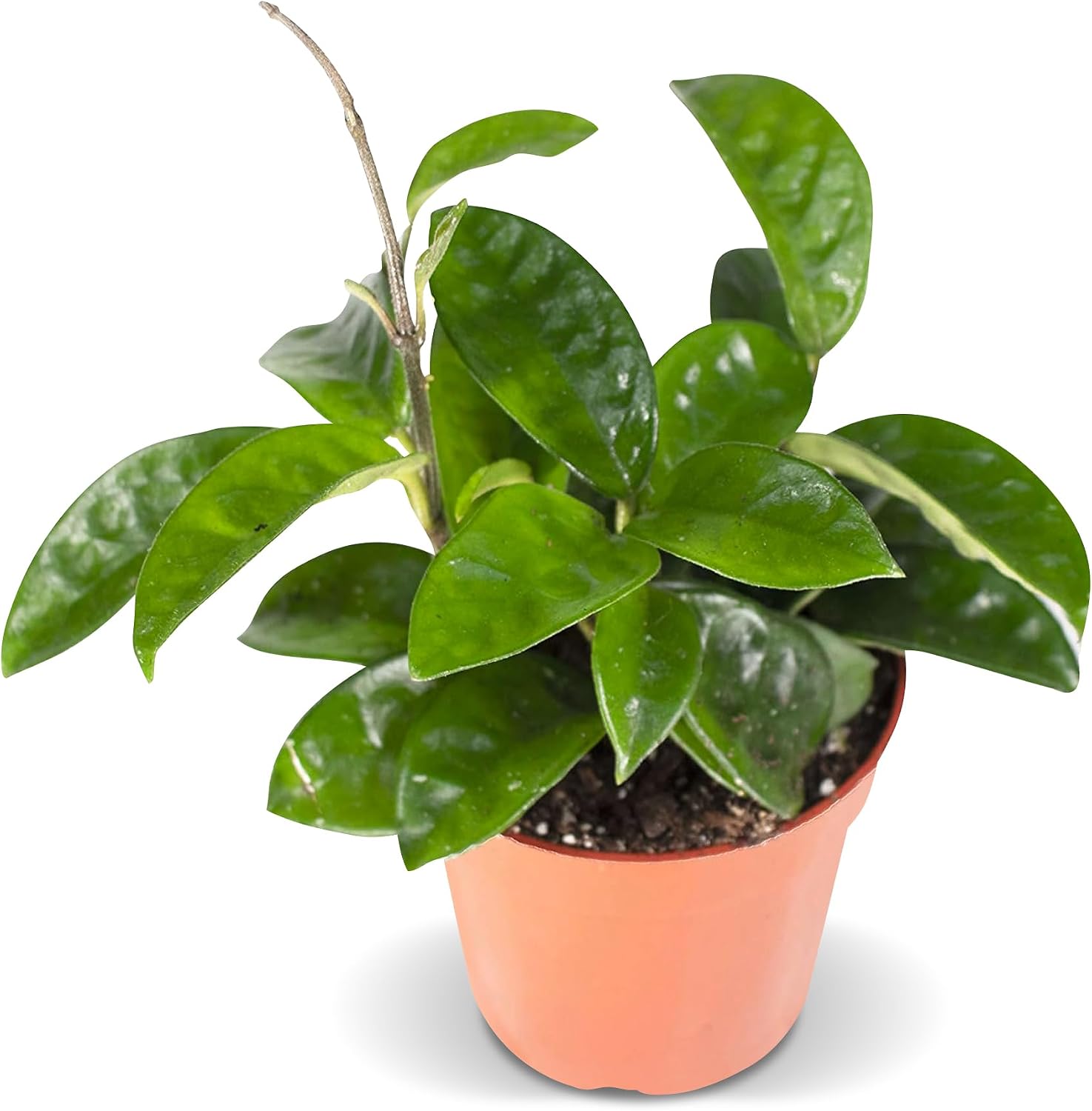 Unnecessary California Tropicals Live Hoya Carnosa — WeirdThingsToBuy weird find