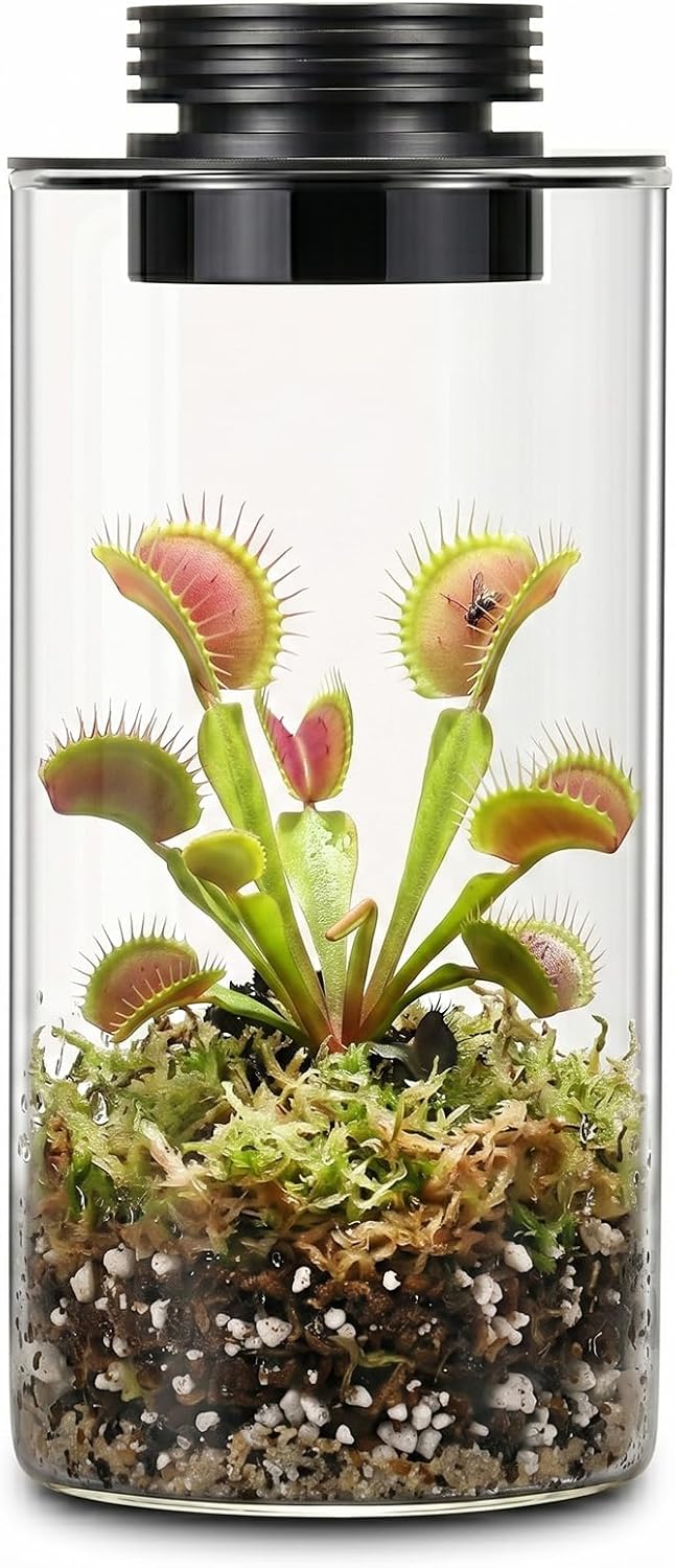 Unnecessary Desktop Glass Plant Terrarium Grow — WeirdThingsToBuy weird find