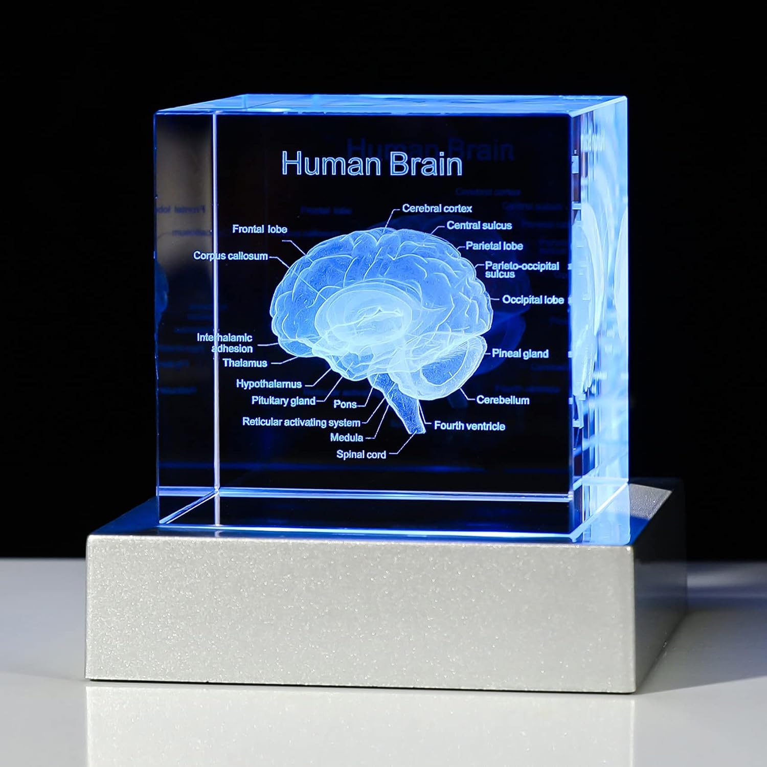 Unnecessary Movdyka 3d Human Brain Anatomy — WeirdThingsToBuy weird find
