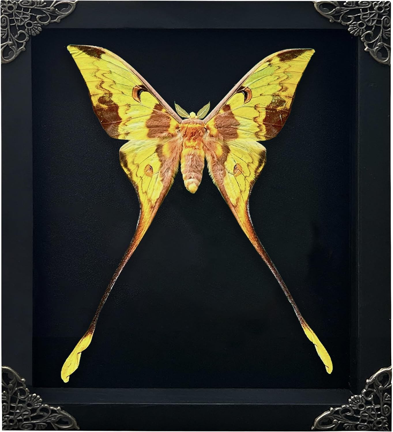 Unnecessary Real Comet Moth 9 — WeirdThingsToBuy weird find